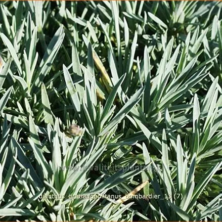 Dianthus gratianopolitanus 'Bombardier'