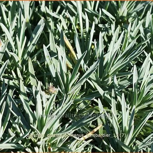 Dianthus gratianopolitanus 'Bombardier'
