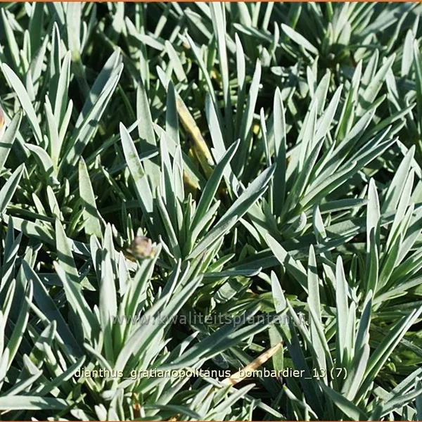 Dianthus gratianopolitanus 'Bombardier'
