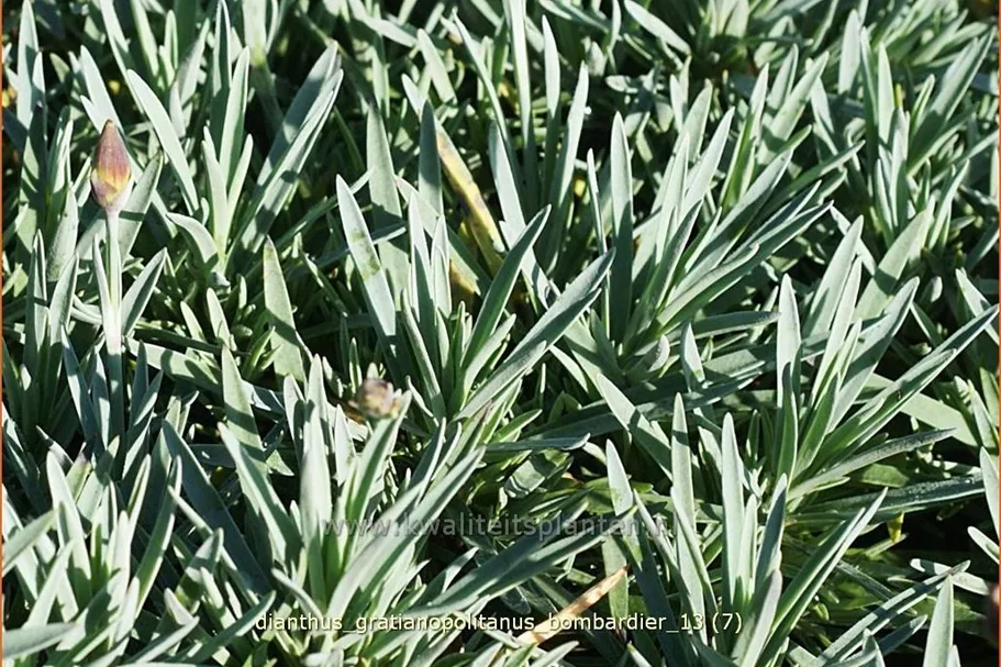 Dianthus gratianopolitanus 'Bombardier' Staude im 9x9 cm Vierecktopf