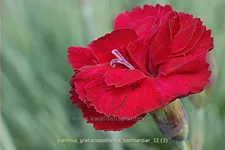 Dianthus gratianopolitanus 'Bombardier' Staude im 9x9 cm Vierecktopf