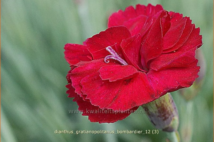 Dianthus gratianopolitanus 'Bombardier' Staude im 9x9 cm Vierecktopf