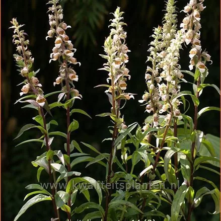 Digitalis lanata