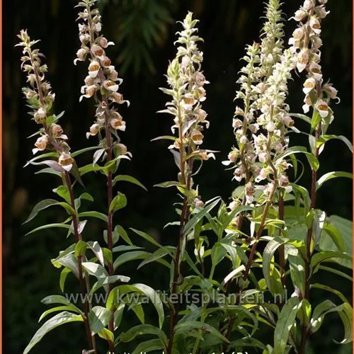 Digitalis lanata