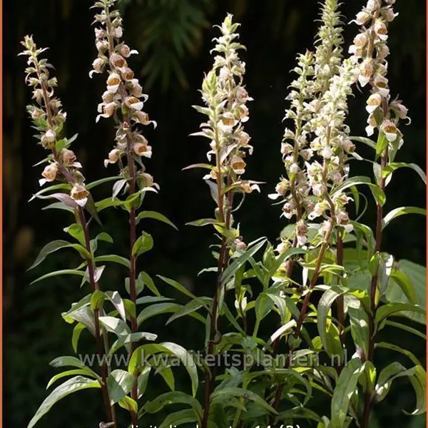Digitalis lanata