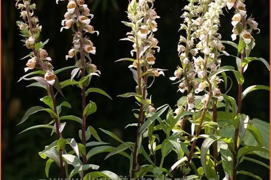 Digitalis lanata