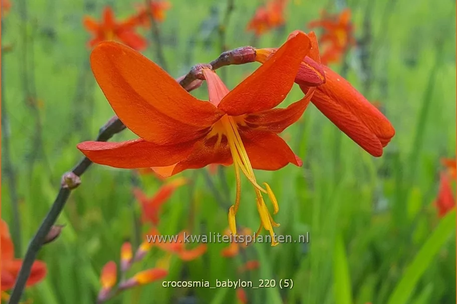 Crocosmia x crocosmiiflora 'Babylon'