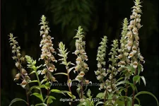Digitalis lanata