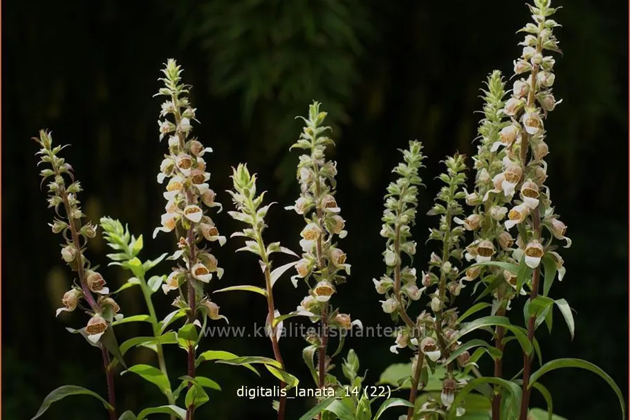 Digitalis lanata