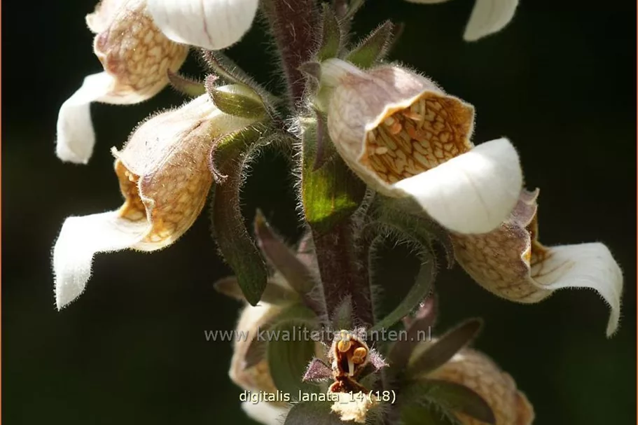 Digitalis lanata