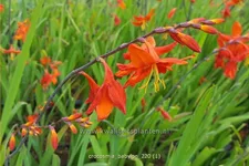 Crocosmia x crocosmiiflora 'Babylon'