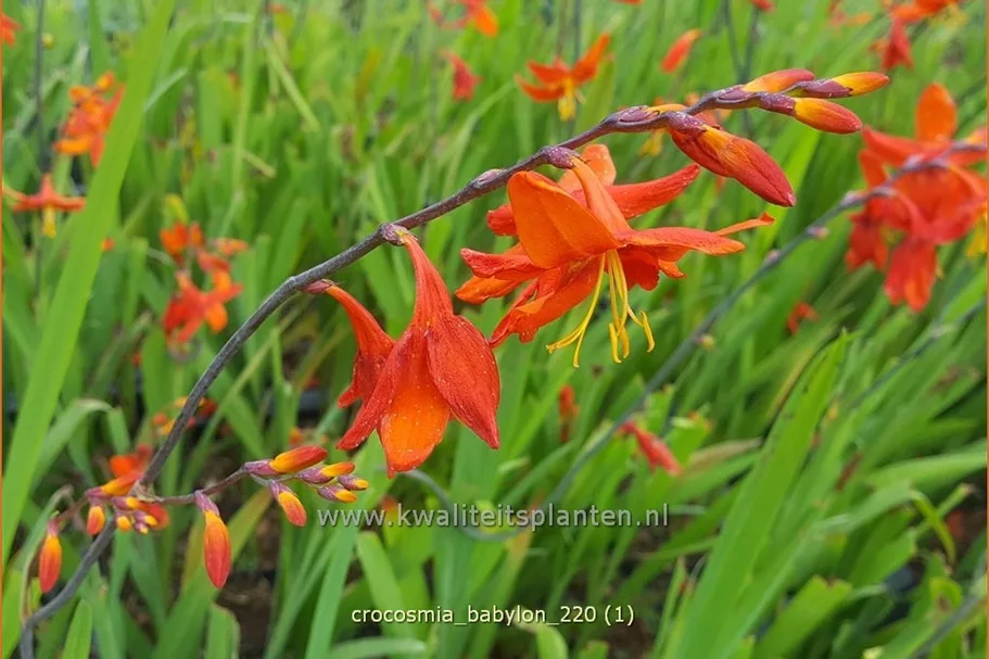 Crocosmia x crocosmiiflora 'Babylon'