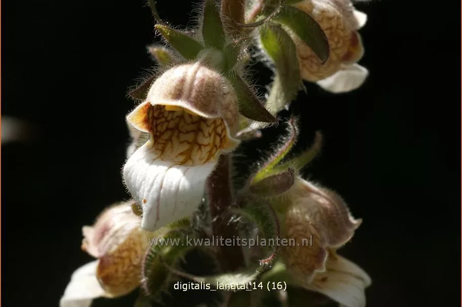 Digitalis lanata