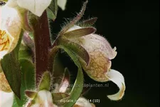 Digitalis lanata