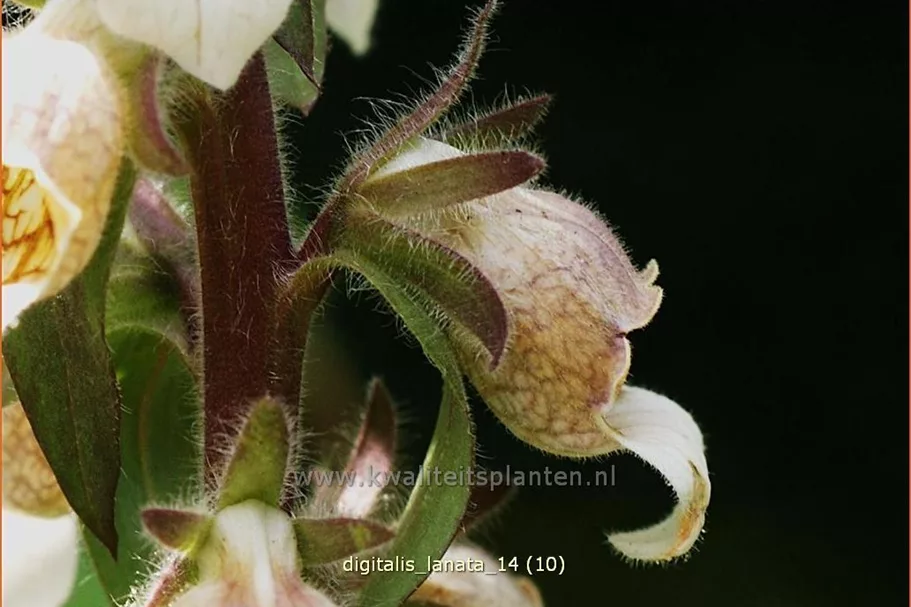 Digitalis lanata