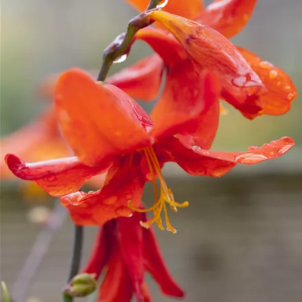 Crocosmia x crocosmiiflora 'Babylon'