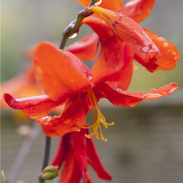 Crocosmia x crocosmiiflora 'Babylon'