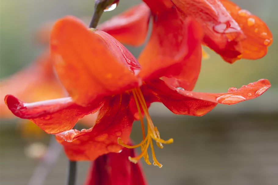Crocosmia x crocosmiiflora 'Babylon'