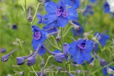 Delphinium grandiflorum 'Blauer Zwerg'