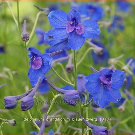 Delphinium grandiflorum 'Blauer Zwerg'
