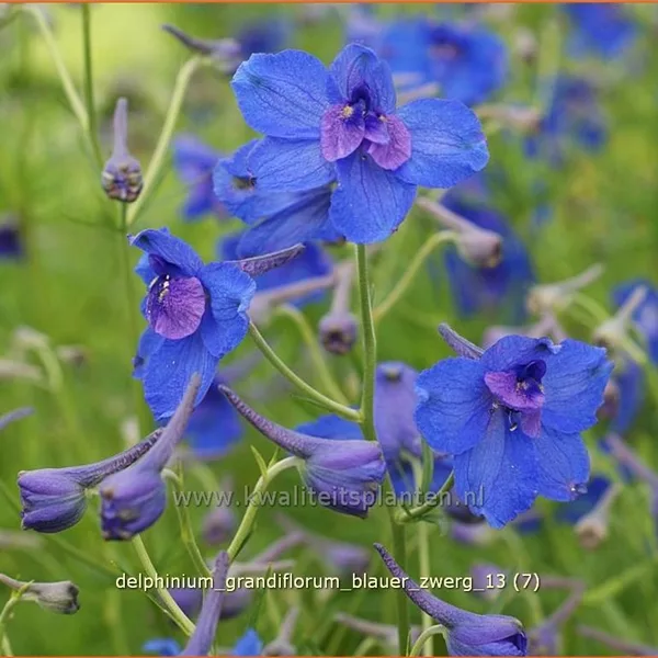 Delphinium grandiflorum 'Blauer Zwerg'
