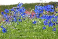 Delphinium grandiflorum 'Blauer Zwerg'
