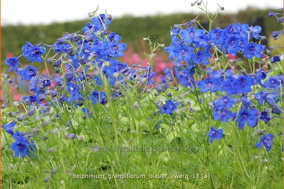 Delphinium grandiflorum 'Blauer Zwerg'