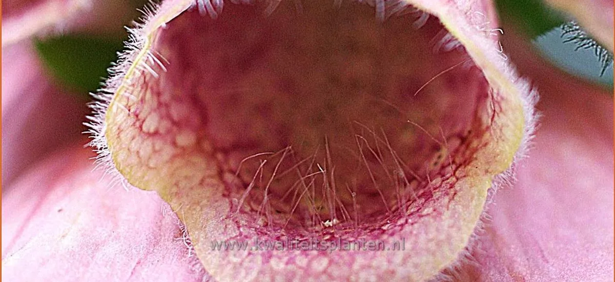 Digitalis 'Mertonensis'