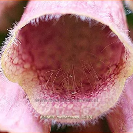 Digitalis 'Mertonensis'