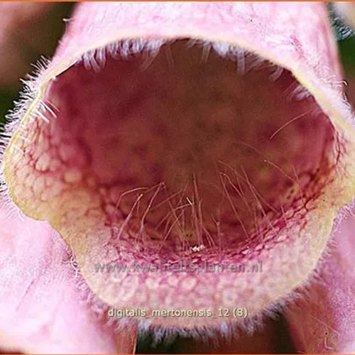Digitalis 'Mertonensis'