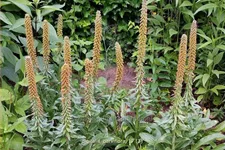 Digitalis parviflora