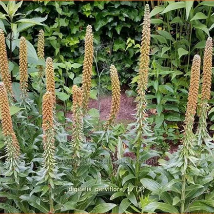 Digitalis parviflora