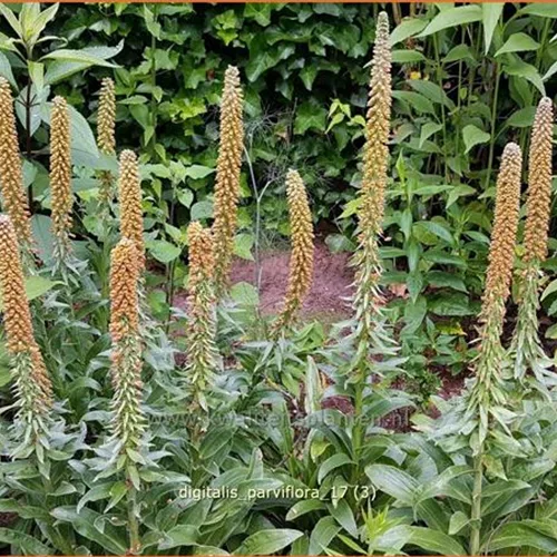 Digitalis parviflora
