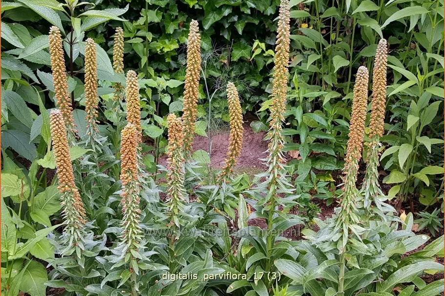 Digitalis parviflora