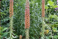 Digitalis parviflora