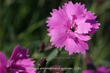Dianthus gratianopolitanus 'Eydangeri'