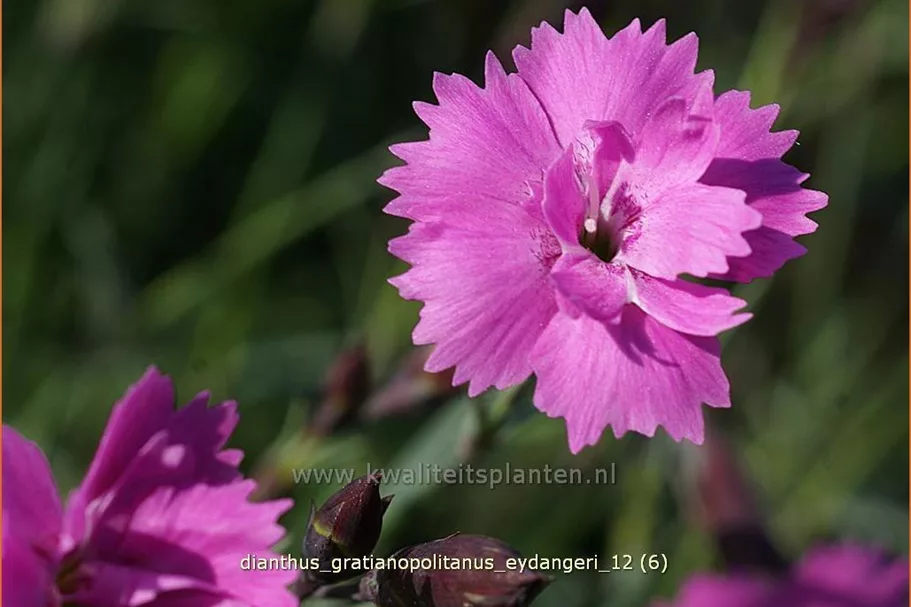 Dianthus gratianopolitanus 'Eydangeri'