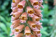 Digitalis parviflora