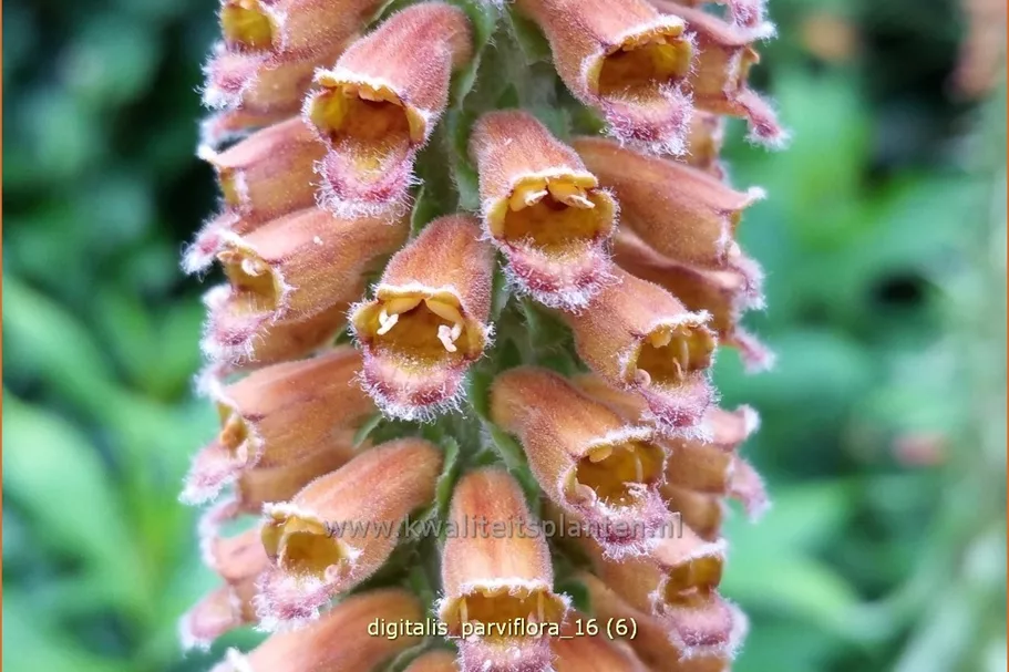 Digitalis parviflora