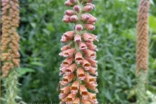 Digitalis parviflora