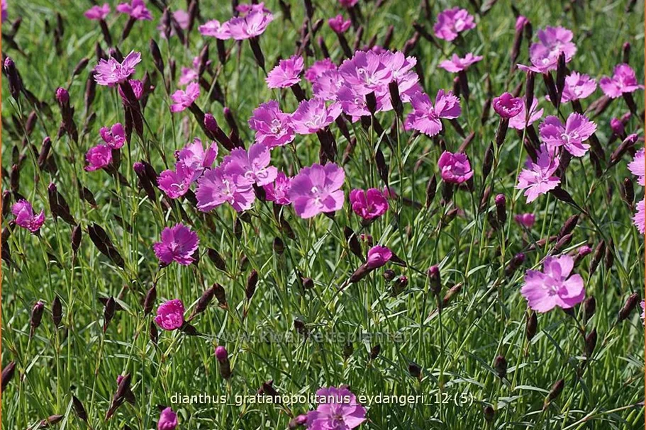 Dianthus gratianopolitanus 'Eydangeri'
