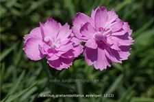 Dianthus gratianopolitanus 'Eydangeri'