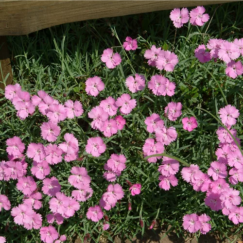 Dianthus gratianopolitanus 'Eydangeri'