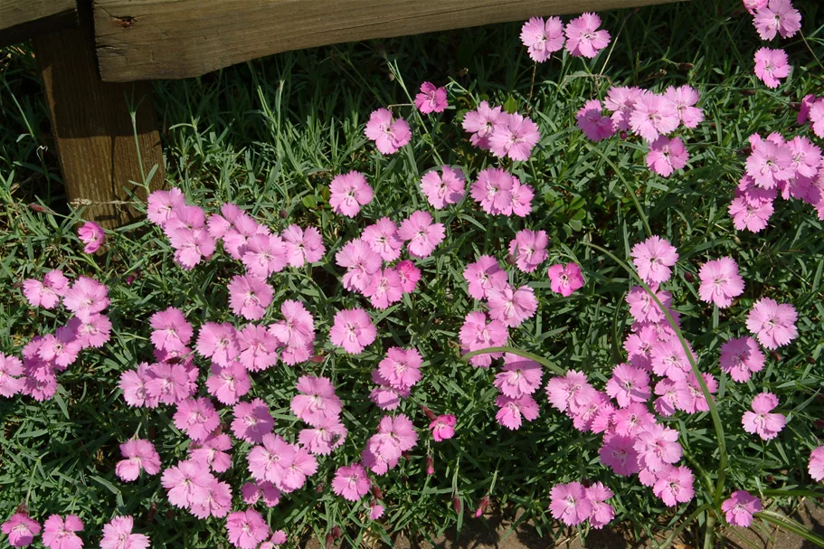 Dianthus gratianopolitanus 'Eydangeri'