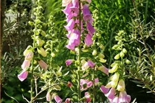 Digitalis purpurea