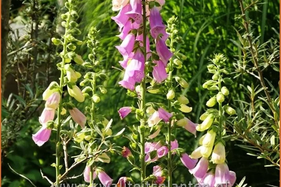Digitalis purpurea