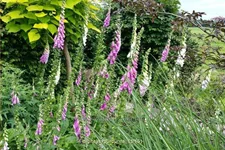 Digitalis purpurea