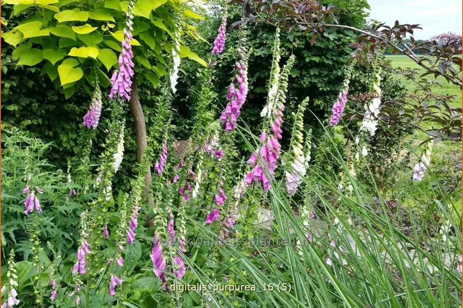 Digitalis purpurea