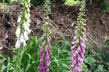 Digitalis purpurea