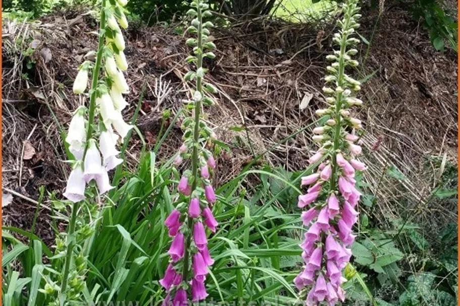 Digitalis purpurea